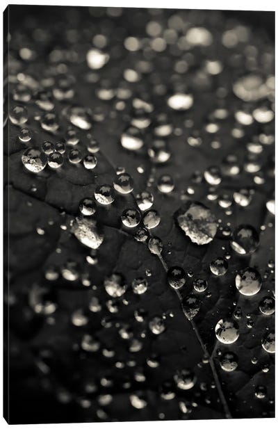 Dew Drops In Black And White Canvas Art Print - Natural Elements