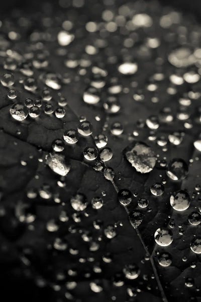 Natural Elements: Dew Drops In Black And White by Olivia Joy StClaire
