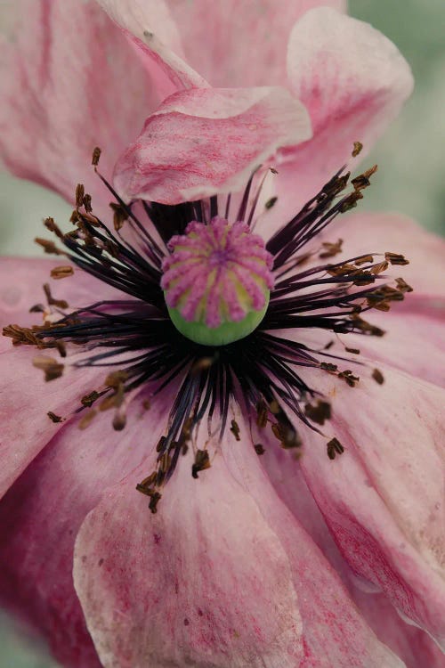 Poppy Flower by Olivia Joy StClaire wall art