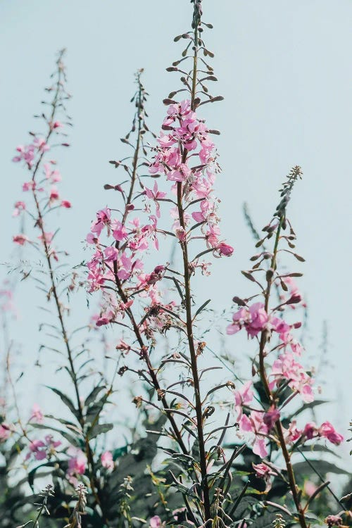 Summer Wildflowers by Olivia Joy StClaire wall art