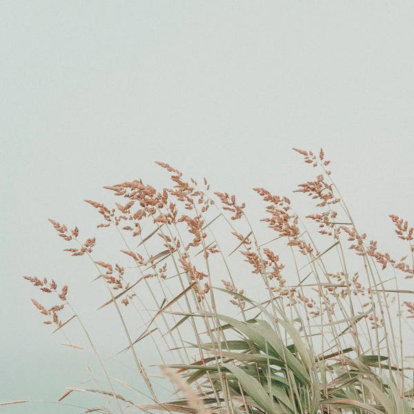 Grasses: Morning By The Sea by Olivia Joy StClaire