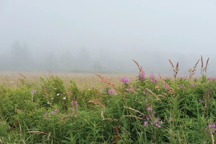 Meadow In The Mist