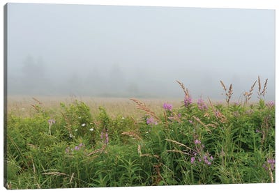 Meadow In The Mist Canvas Art Print - Olivia Joy StClaire