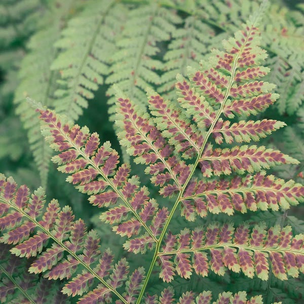 Olivia Joy StClaire: Fern by Olivia Joy StClaire
