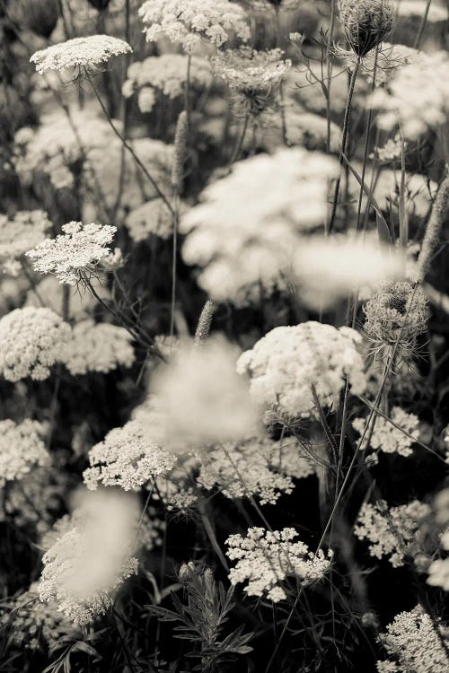 Queen Anne's Lace Flowers by Olivia Joy StClaire wall art