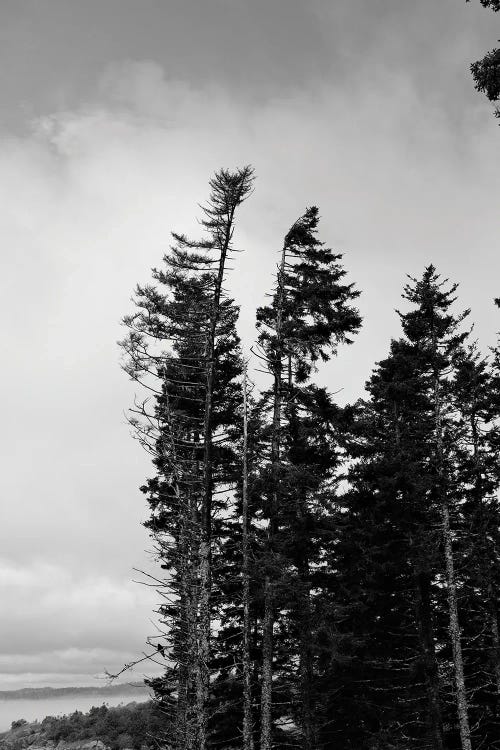 Tall Evergreens by Olivia Joy StClaire wall art
