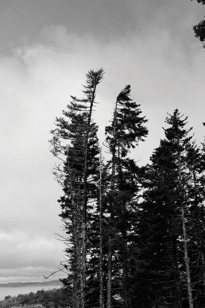 Olivia Joy StClaire: Tall Evergreens by Olivia Joy StClaire
