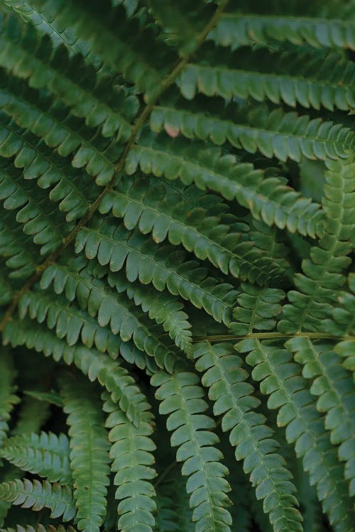 Summer Fern Fronds by Olivia Joy StClaire wall art