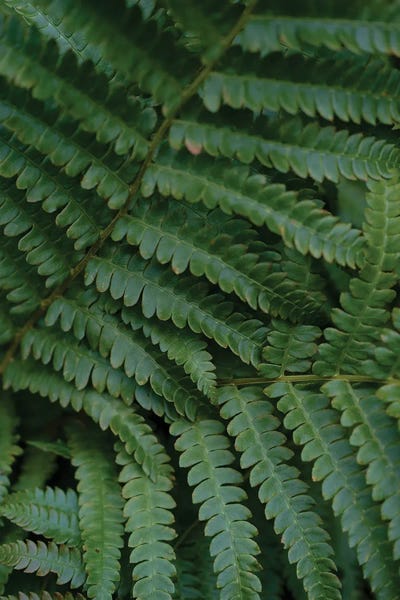 Olivia Joy StClaire: Summer Fern Fronds by Olivia Joy StClaire