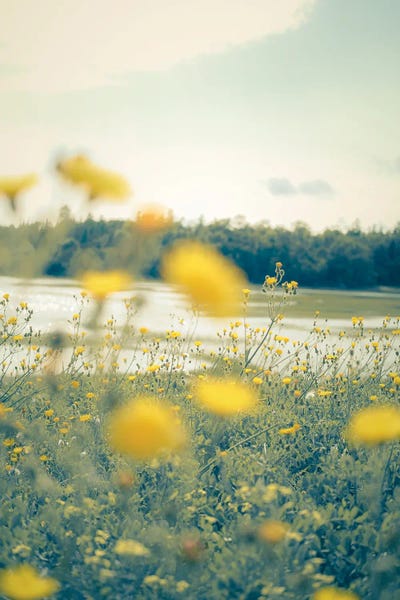 Olivia Joy StClaire: Yellow Summer Wildflowers by Olivia Joy StClaire