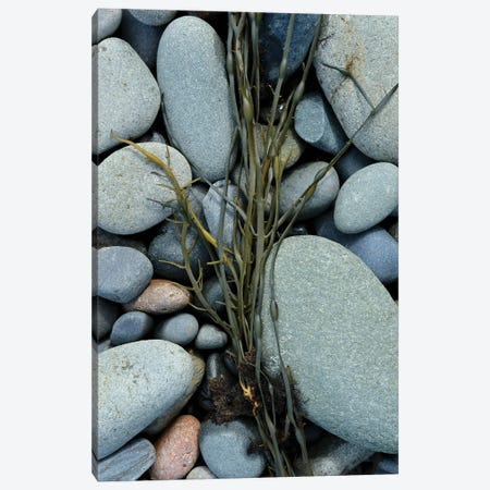 Seaweed And Beach Stones Canvas Print #OJS345} by Olivia Joy StClaire Canvas Wall Art