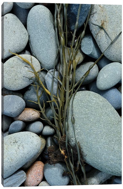 Seaweed And Beach Stones Canvas Art Print - Natural Elements