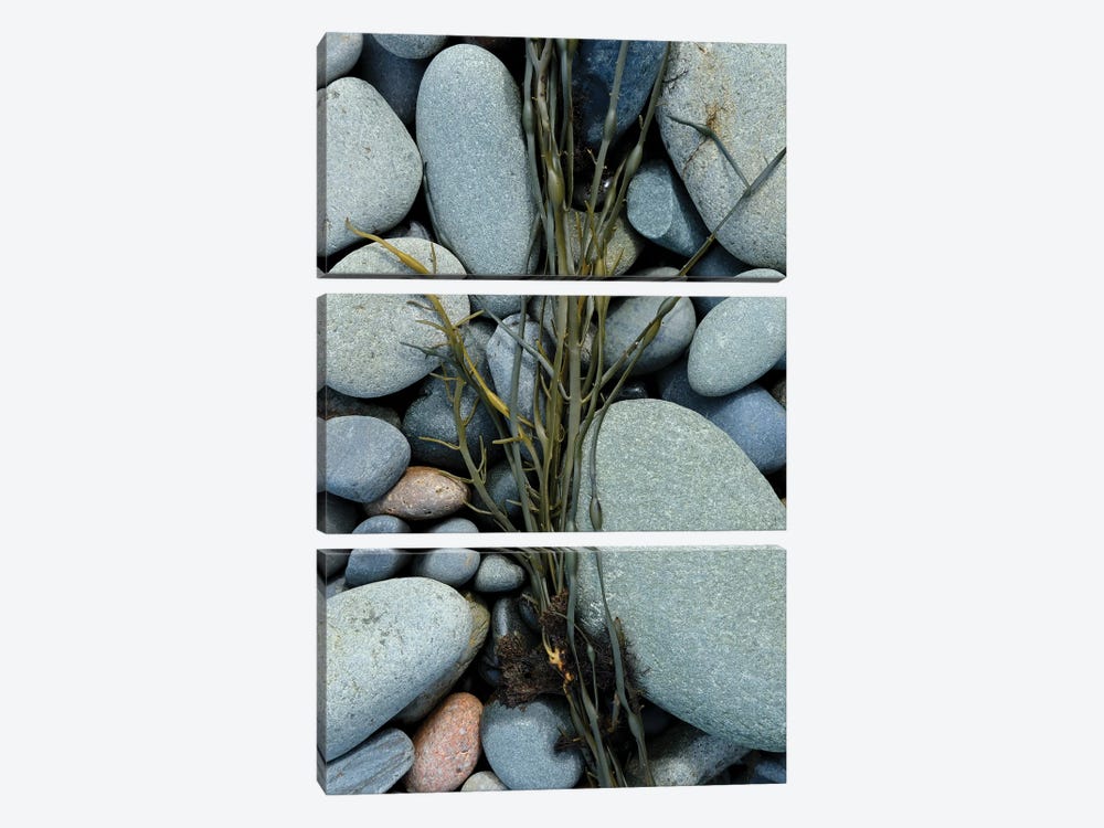 Seaweed And Beach Stones by Olivia Joy StClaire 3-piece Canvas Print