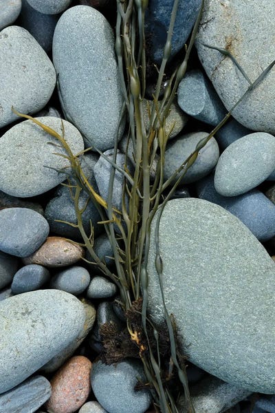 Natural Elements: Seaweed And Beach Stones by Olivia Joy StClaire