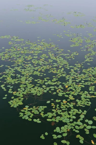 Olivia Joy StClaire: Tranquil Summer Pond by Olivia Joy StClaire