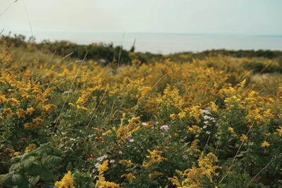 Wildflower Field By The Sea by Olivia Joy StClaire framed wall art