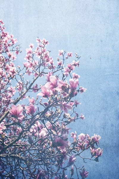 Tree Close-Ups: She Bloomed Everywhere She Went by Olivia Joy StClaire