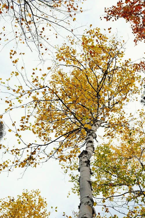 The Yellow Autumn Birch Tree