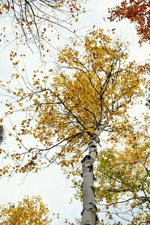 The Yellow Autumn Birch Tree by Olivia Joy StClaire wall art