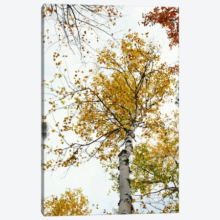 The Yellow Autumn Birch Tree Canvas Print #OJS383} by Olivia Joy StClaire Art Print
