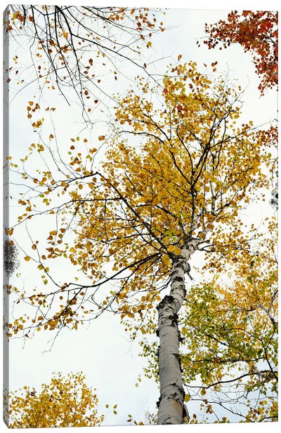 The Yellow Autumn Birch Tree Canvas Art Print - Olivia Joy StClaire