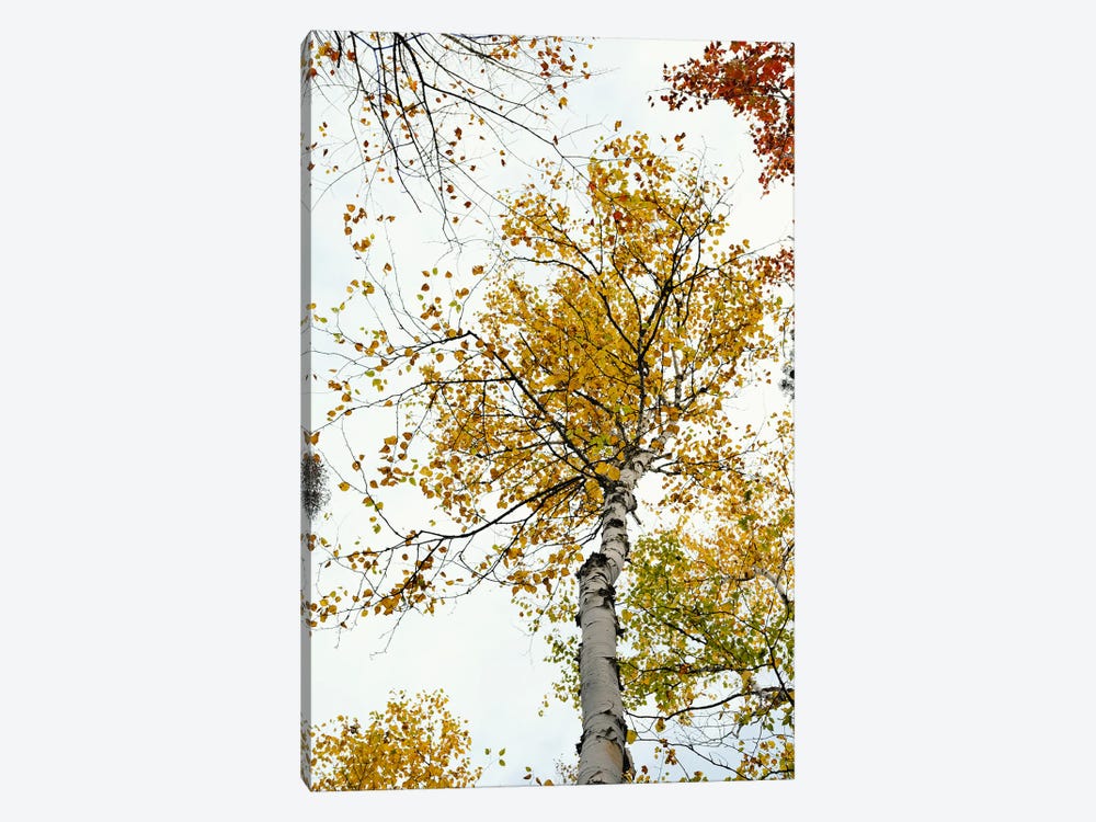 The Yellow Autumn Birch Tree by Olivia Joy StClaire 1-piece Canvas Art Print