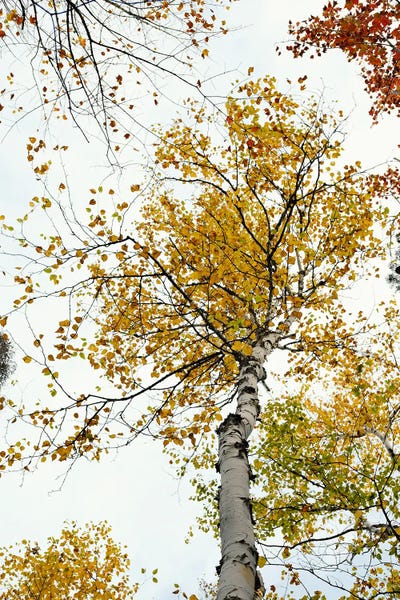 Olivia Joy StClaire: The Yellow Autumn Birch Tree by Olivia Joy StClaire