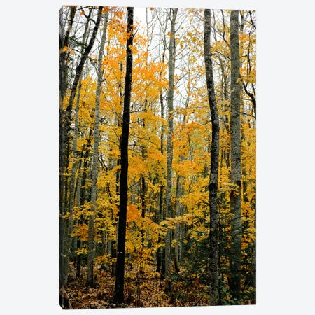 Autumn Maple Trees Canvas Print #OJS389} by Olivia Joy StClaire Canvas Art Print