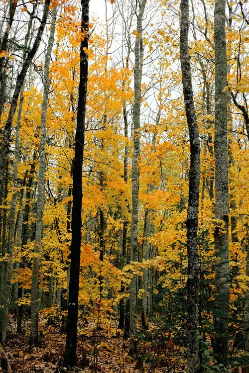 Autumn Maple Trees