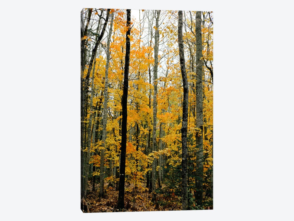 Autumn Maple Trees by Olivia Joy StClaire 1-piece Canvas Print