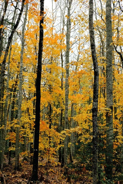 Autumn Maple Trees