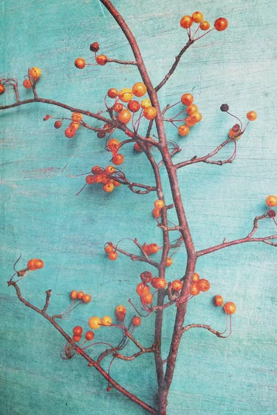 Olivia Joy StClaire: She Hung Her Dreams On Branches by Olivia Joy StClaire