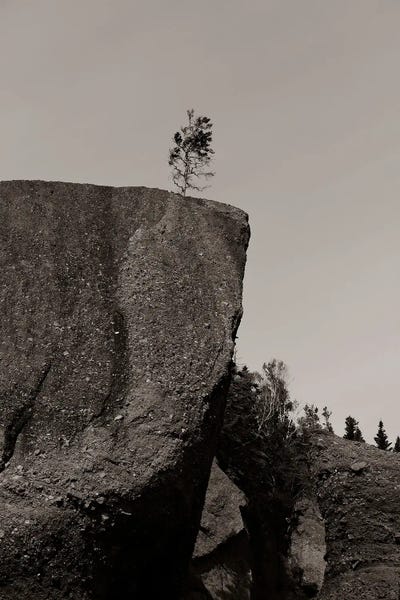 Atmospheric Photography: Little Tree by Olivia Joy StClaire