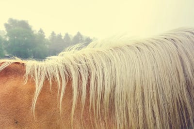 Mane by Olivia Joy StClaire framed wall art