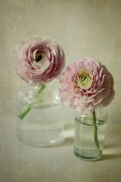 Ranunculi: Spring Bloom by Olivia Joy StClaire