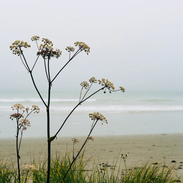 Olivia Joy StClaire: Misty Beach Landscape I by Olivia Joy StClaire