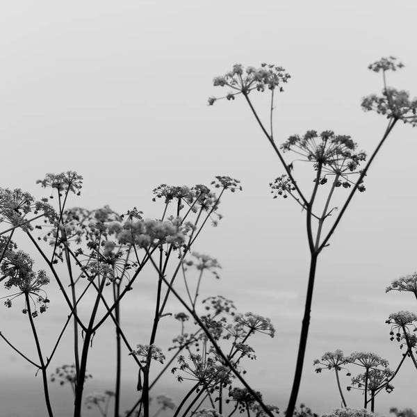 Olivia Joy StClaire: Misty Beach Landscape II by Olivia Joy StClaire