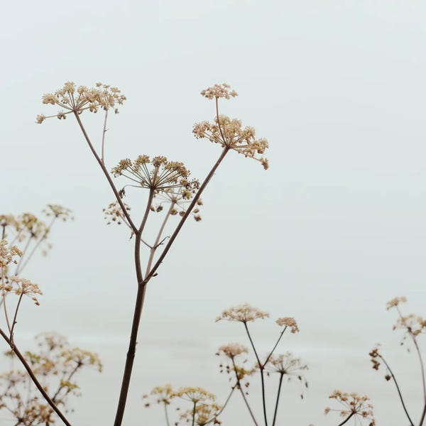 Mist & Fog: Misty Beach Landscape III by Olivia Joy StClaire