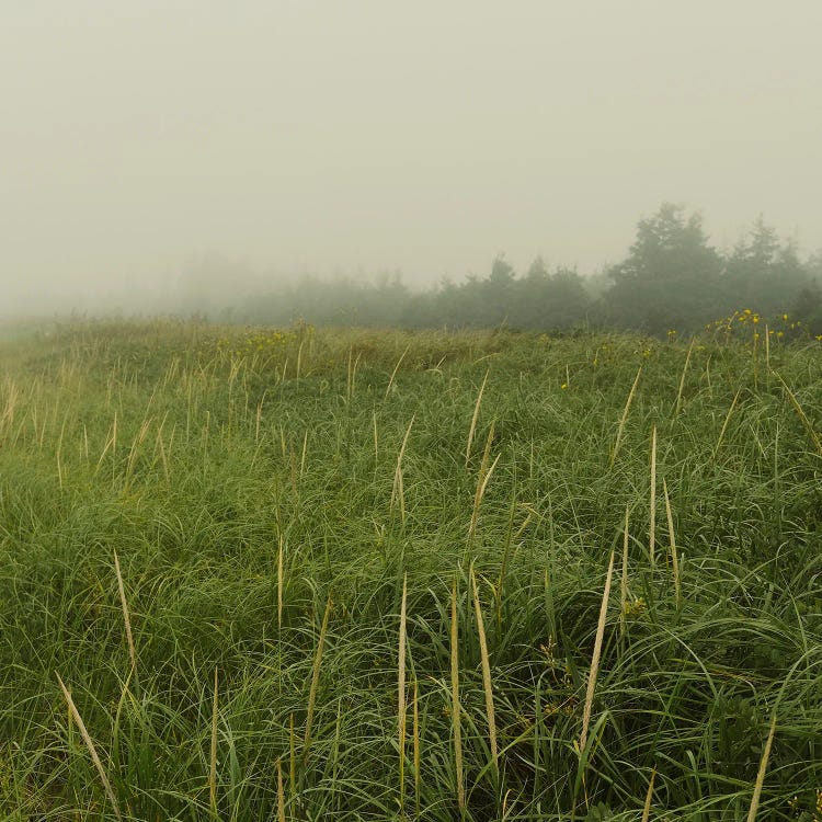 Beach Dunes Photograph VII