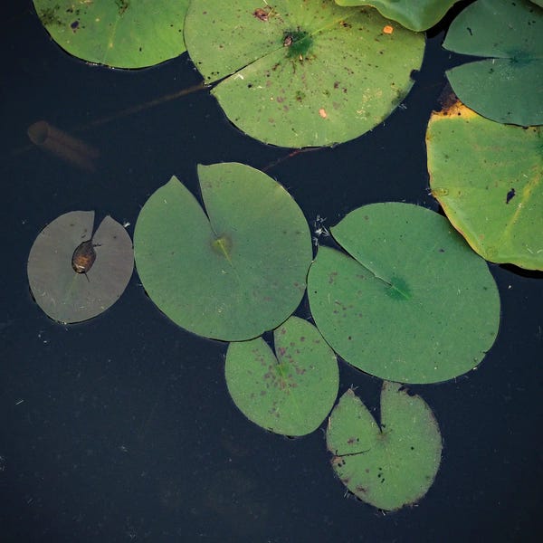 Olivia Joy StClaire: Summer Lily Pads by Olivia Joy StClaire