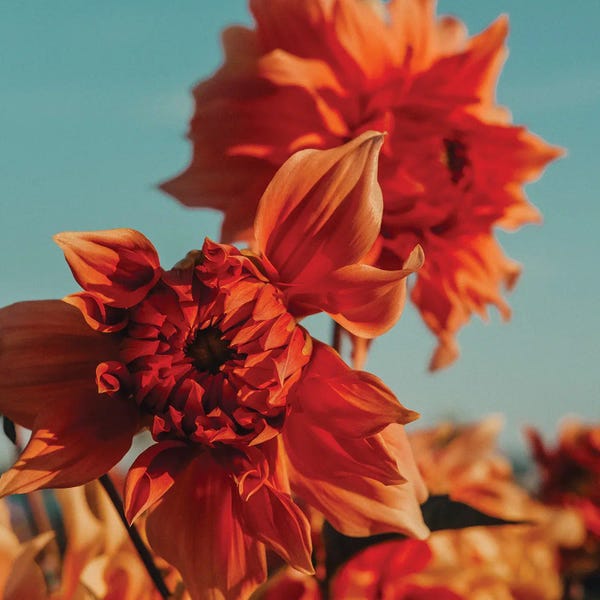Olivia Joy StClaire: Color Of Autumn by Olivia Joy StClaire