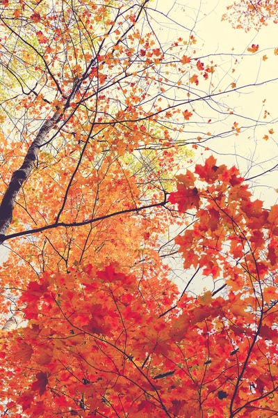Fine Art Print: An Autumn Walk by Olivia Joy StClaire