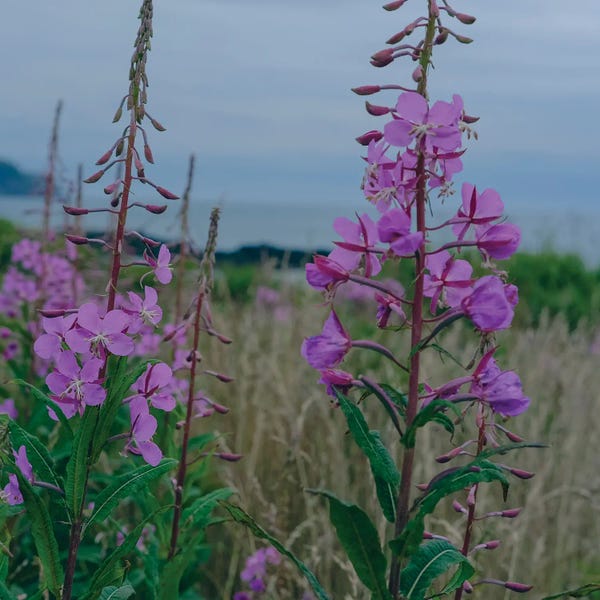 Olivia Joy StClaire: Fireweed by Olivia Joy StClaire