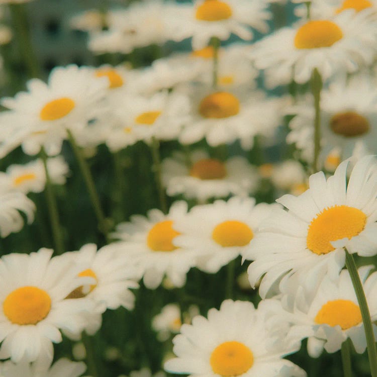 What If We Were All Daisies