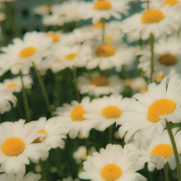 Olivia Joy StClaire: What If We Were All Daisies by Olivia Joy StClaire