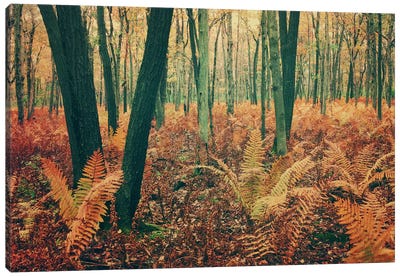 Autumn Woodland Canvas Art Print - Color Palettes