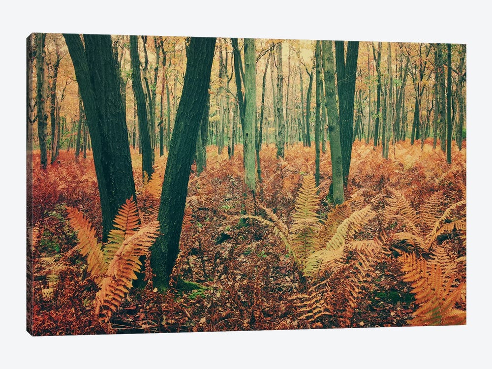 Autumn Woodland by Olivia Joy StClaire 1-piece Canvas Art Print