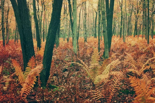 Olivia Joy StClaire: Autumn Woodland by Olivia Joy StClaire