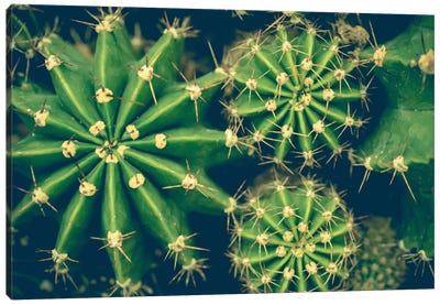 Cacti Canvas Art Print - Instagram Material