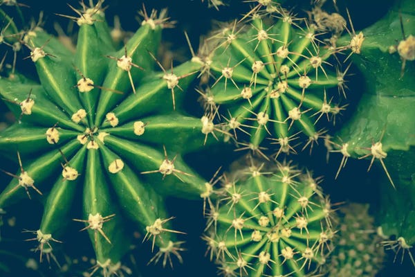 Cacti: Cacti by Olivia Joy StClaire
